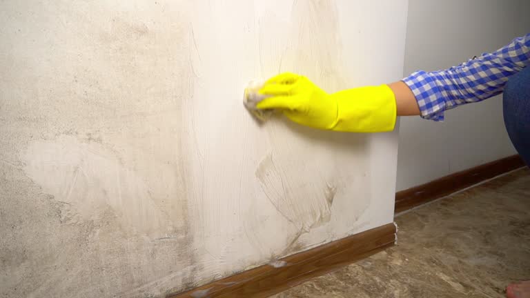 Reliable Sewalls Point, FL Mold Removal Solutions