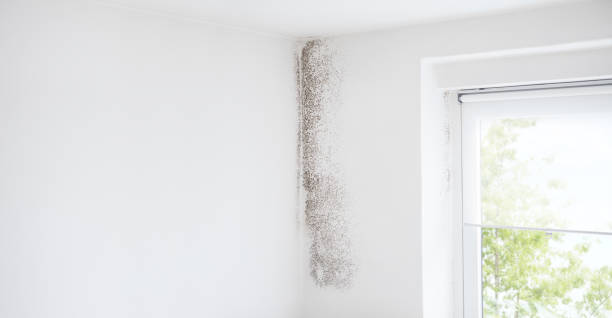 Asbestos and Lead Testing During Mold Inspection in Sewalls Point, FL