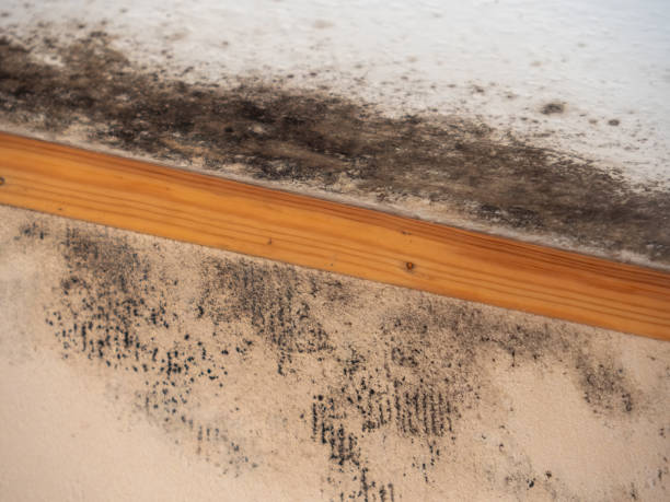  Sewalls Point, FL Mold Removal Pros