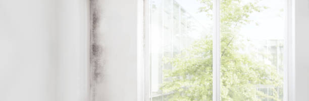 Mold Remediation for Vacation Homes in Sewalls Point, FL